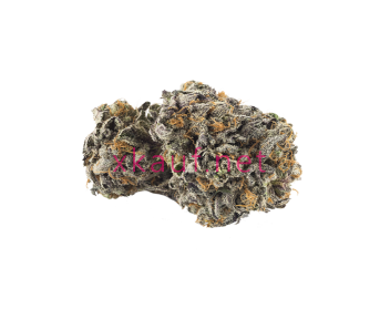 Purple Haze (Sativa)